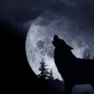 Meet your Posher, Ani